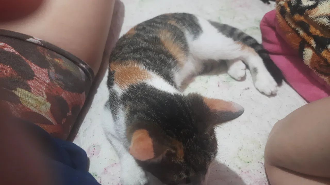 Gatinha Calma e Carinhosa para Adoção