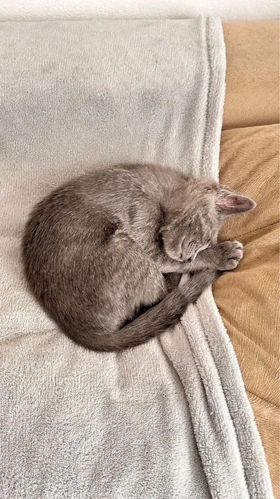 Gatinha cinza fofinha para adoção - Foto 3