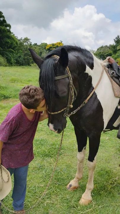 Cavalo Mangalarga pampa de preto  - Foto 2
