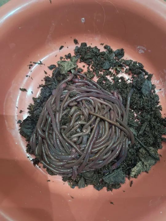 Minhoca Africana  - Foto 4