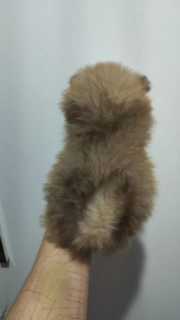 Lulu da Pomerânia macho linhagem chocolate  - Foto 4