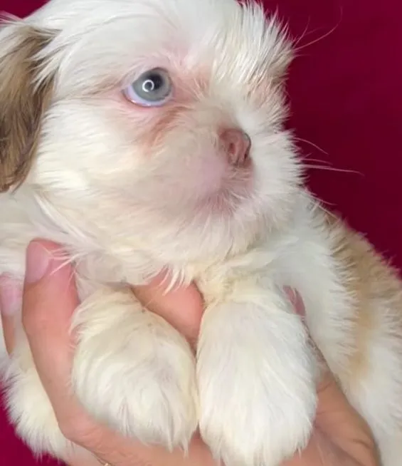 Filhote Shih Tzu minis e tamanho normal Olhos Claros e outras cores tbm