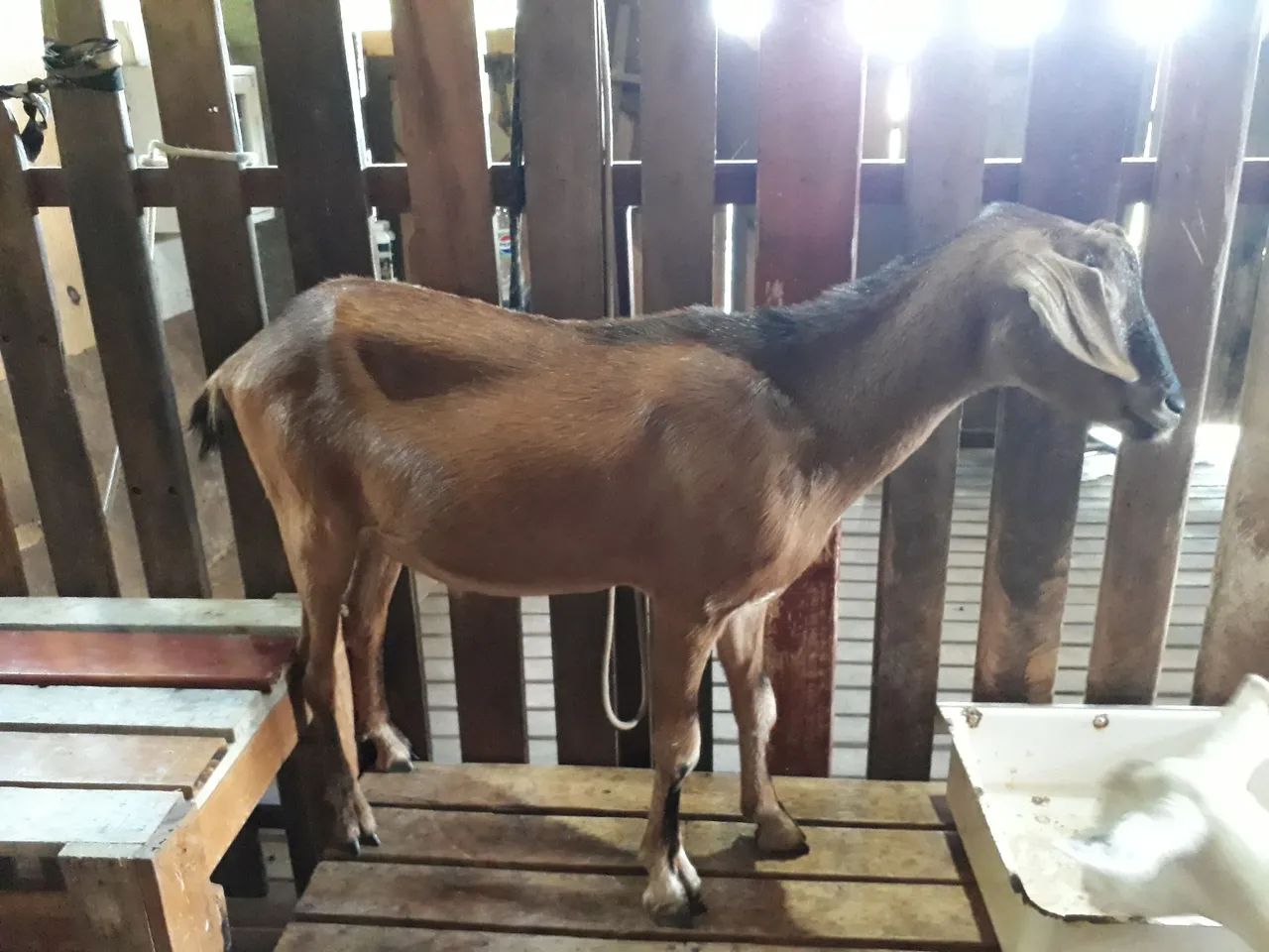 Cabritos para venda - Foto 4