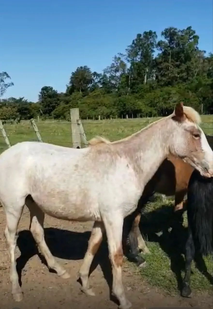 Potro criolo - Foto 5