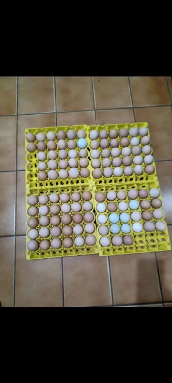 Ovos caipira para consumo 