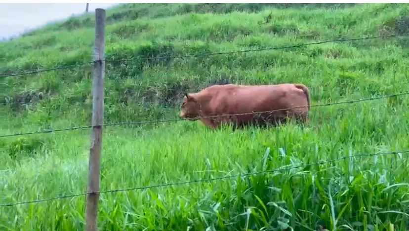 TOURO SENEPOL PO REGISTRADO WSENEPOL