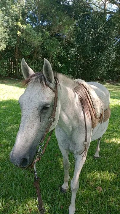 Vendo égua tordilha 9 anos  - Foto 6