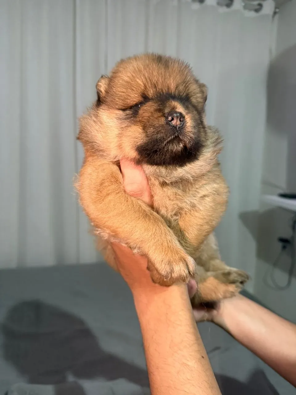 Filhote de Chow Chow Fofo e Peludo