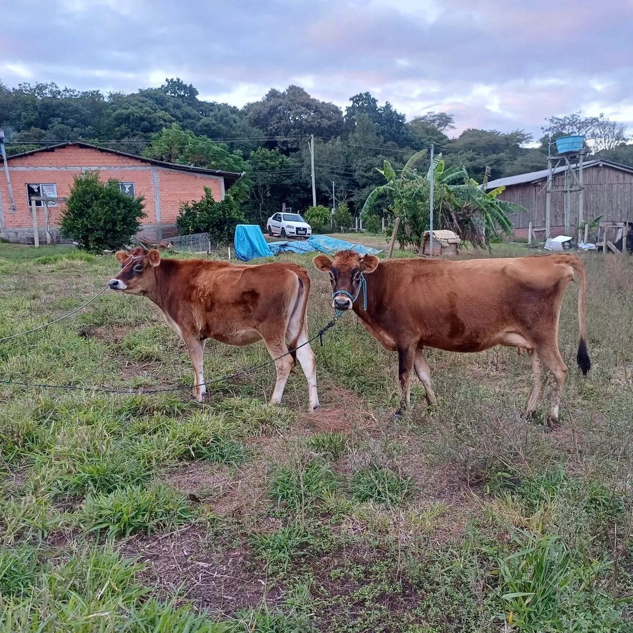 Vacas Jersey para leite