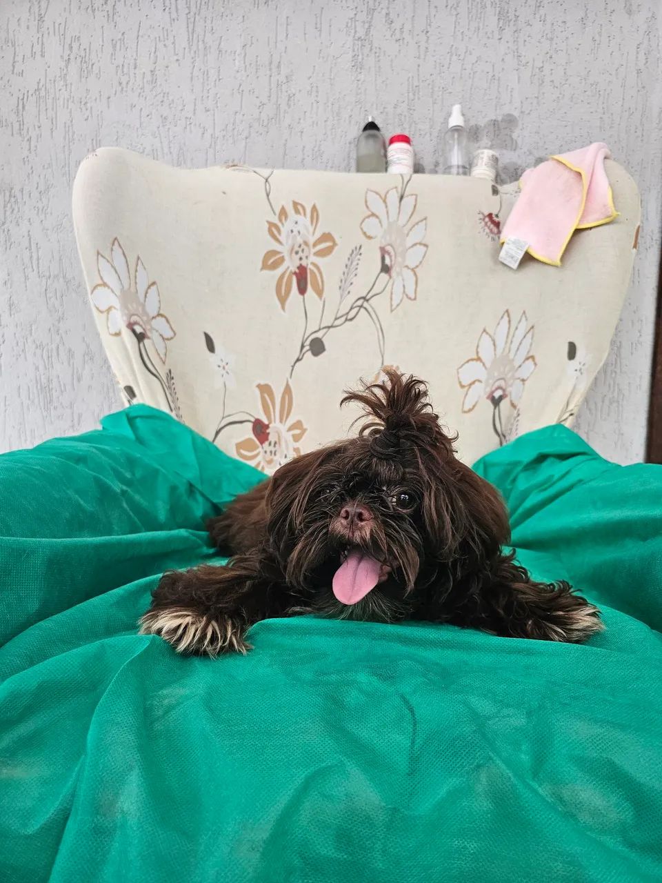 Shih Tzus Fofos Procurando Novo Lar - Foto 3