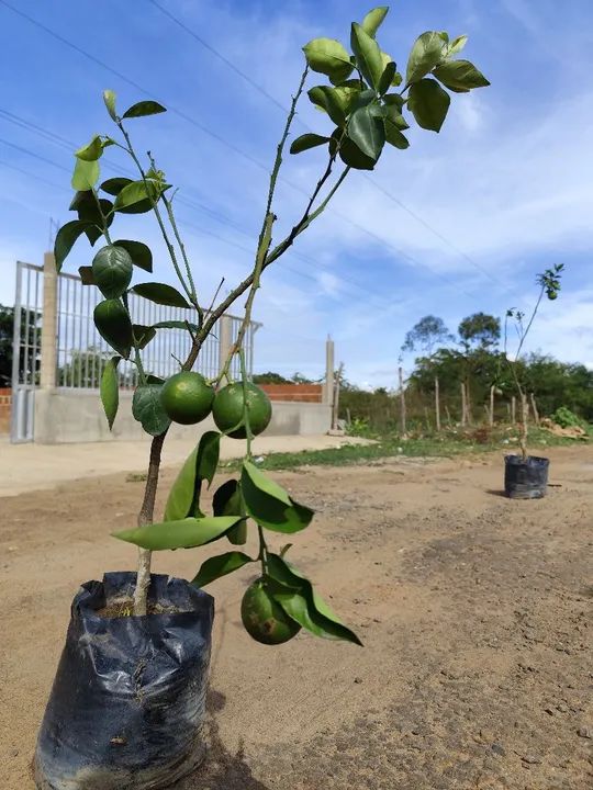 Muda de Laranja pera rio enxertada