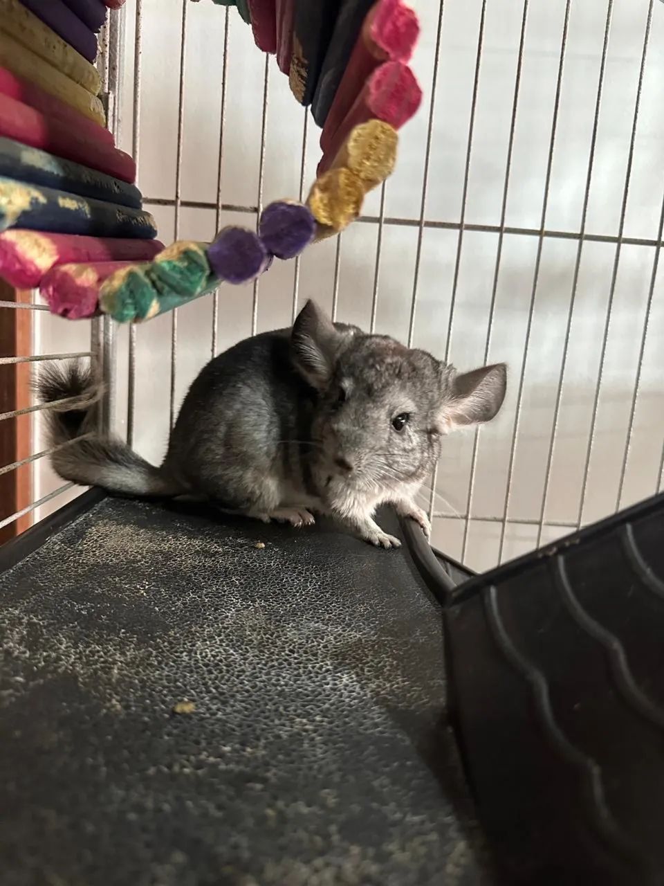 Chinchilas Pack Completo64706126159234123