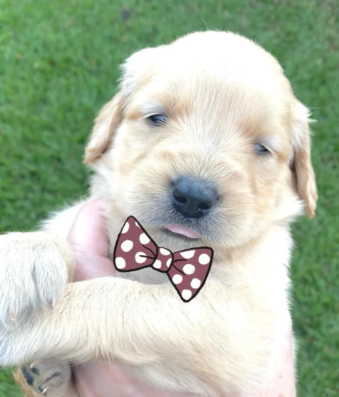Filhote Golden Retriever