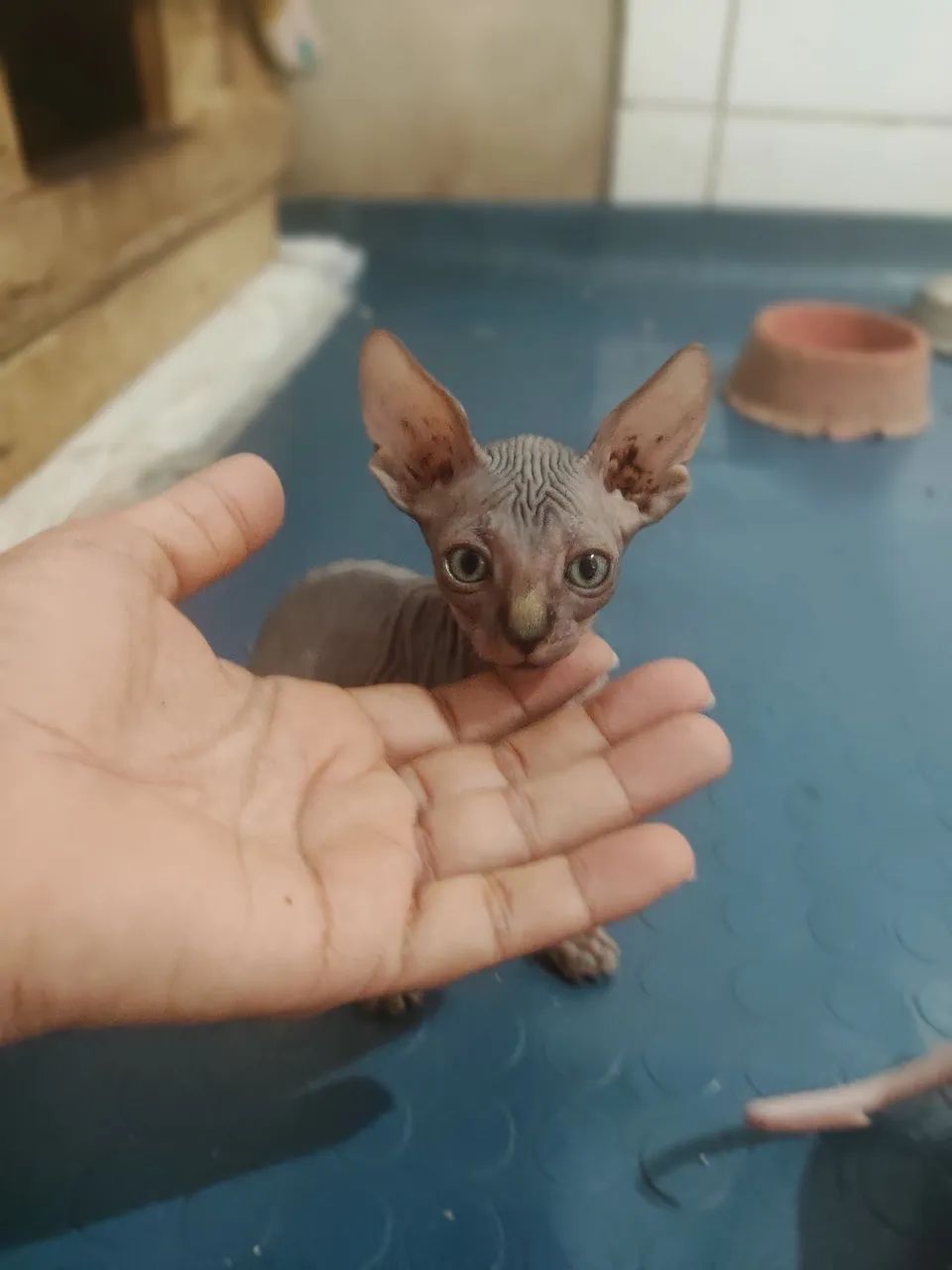 Sphynx, o gatinho peladinho, temos várias cores  - Foto 4