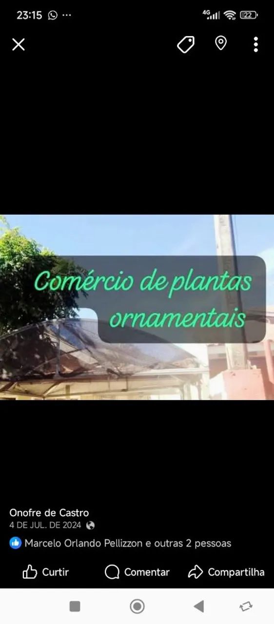 Comércio de plantas ornamentais  - Foto 6