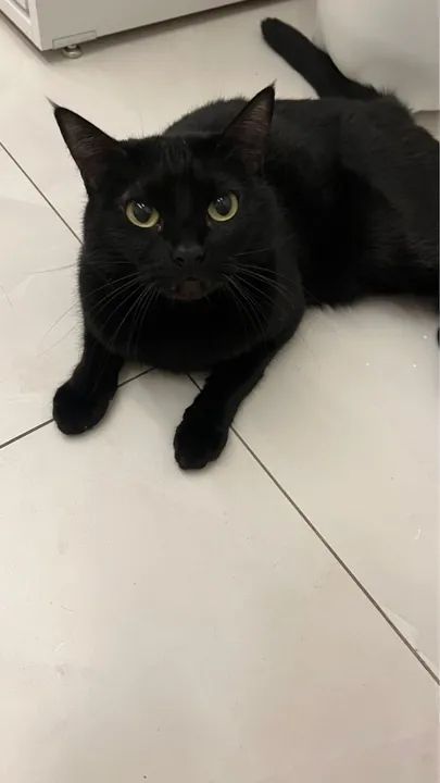 Adoção Responsável Gatas Pantera e Capitu - Foto 2