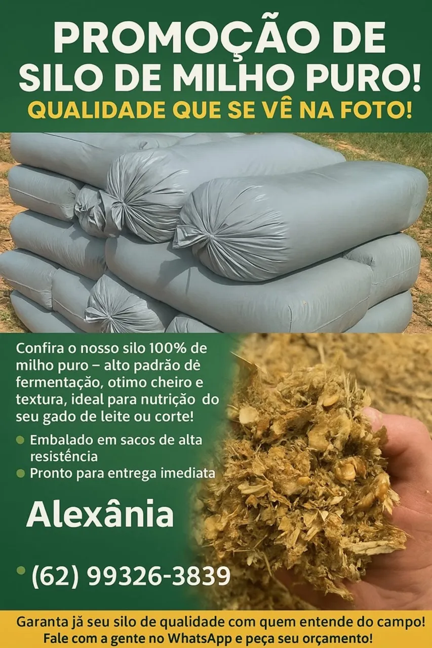 Promoção Silo de Milho Puro - Qualidade Impecável!