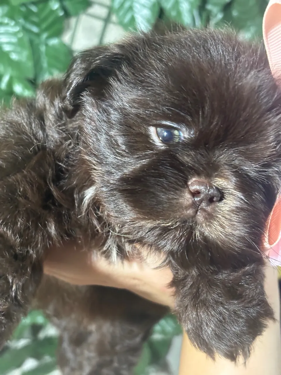 Shih tzu fêmea e macho