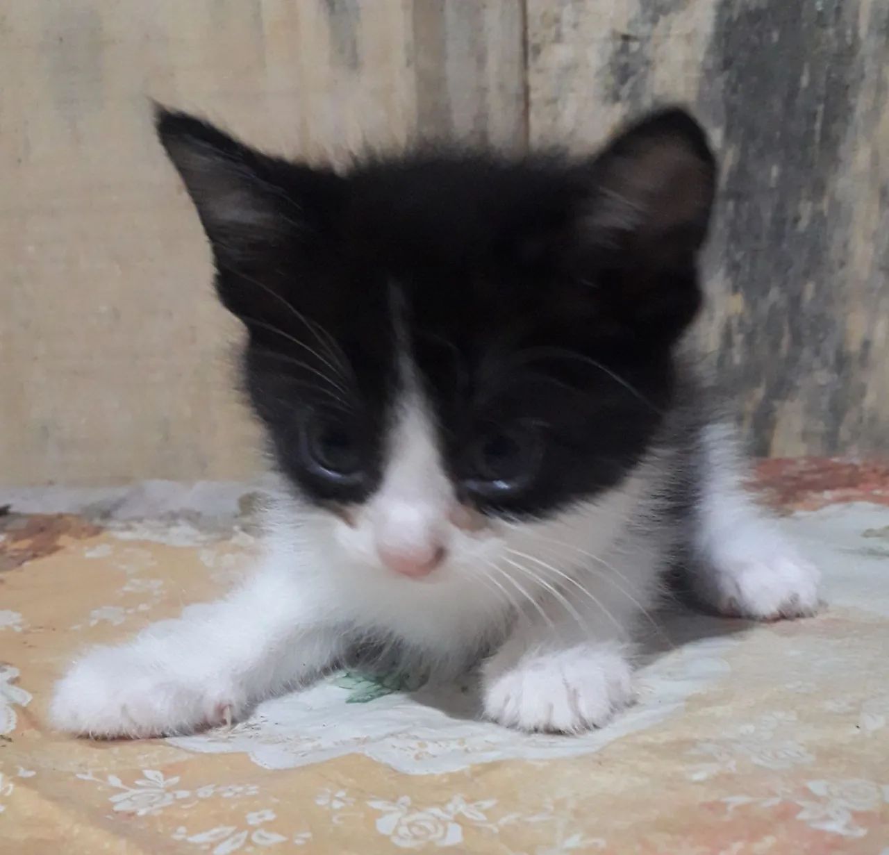 Gatinhos fofinhos para adoção! - Foto 2