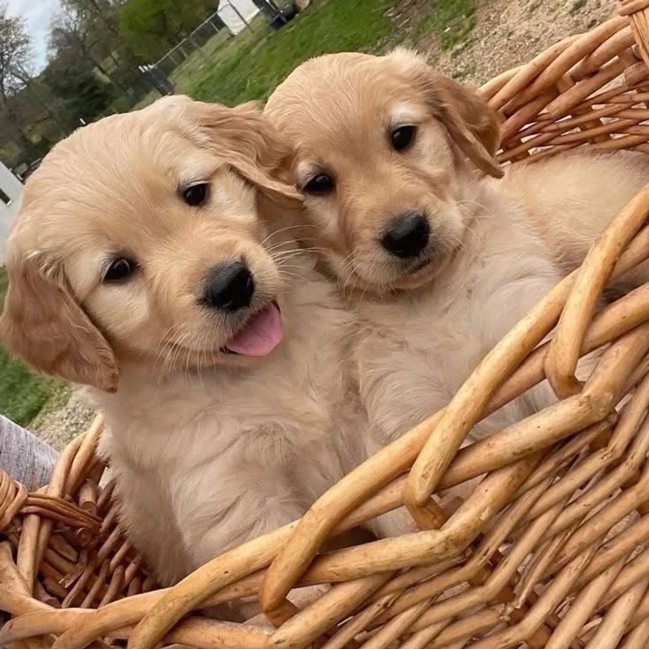 Golden machinho e fêmea 