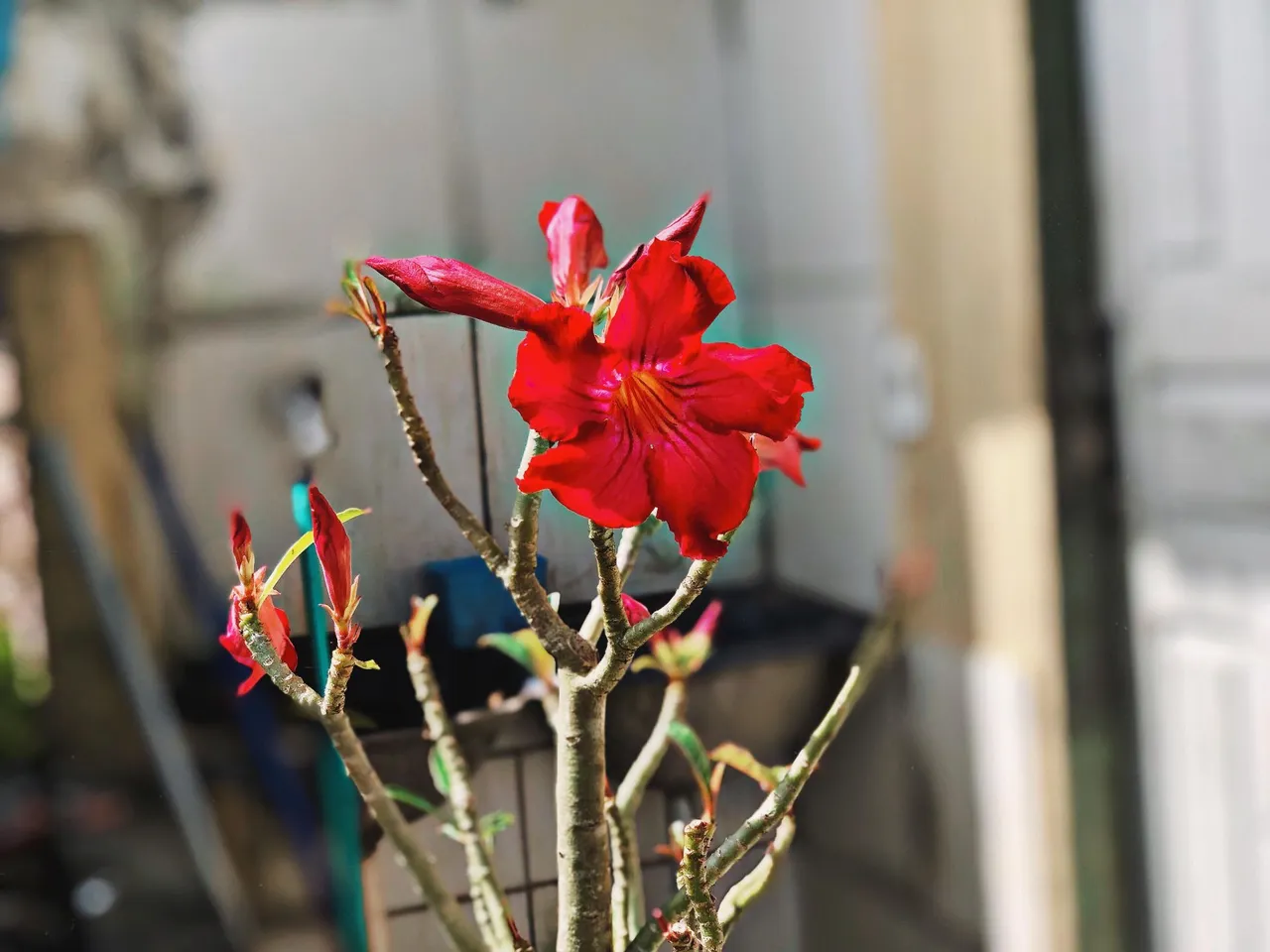 Rosas do deserto