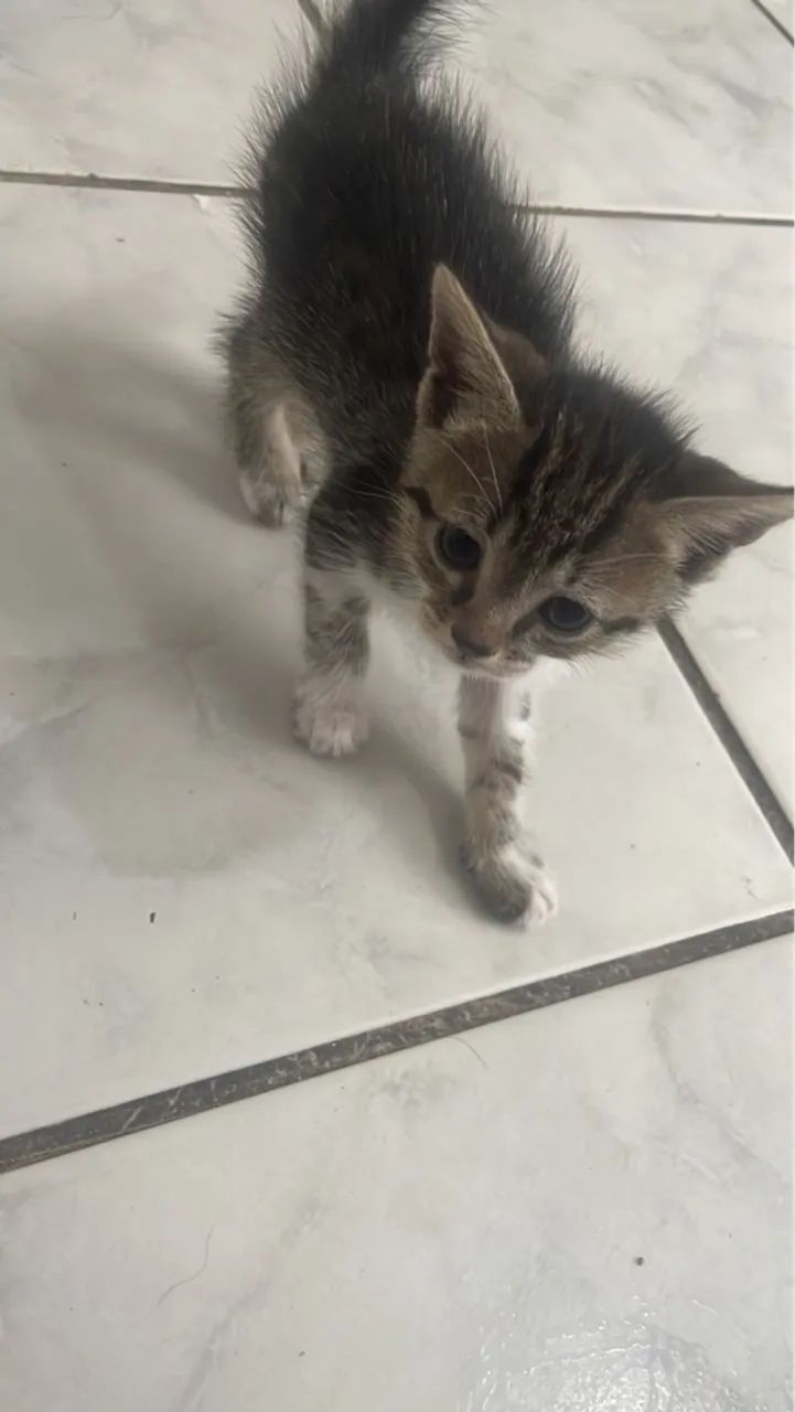 Filhote de gato tabby para adoção