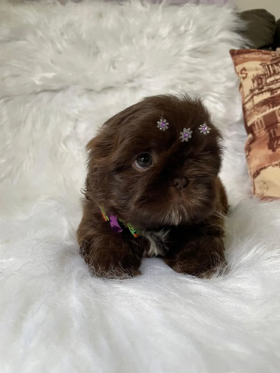 Filhote Shih Tzu Chocolate