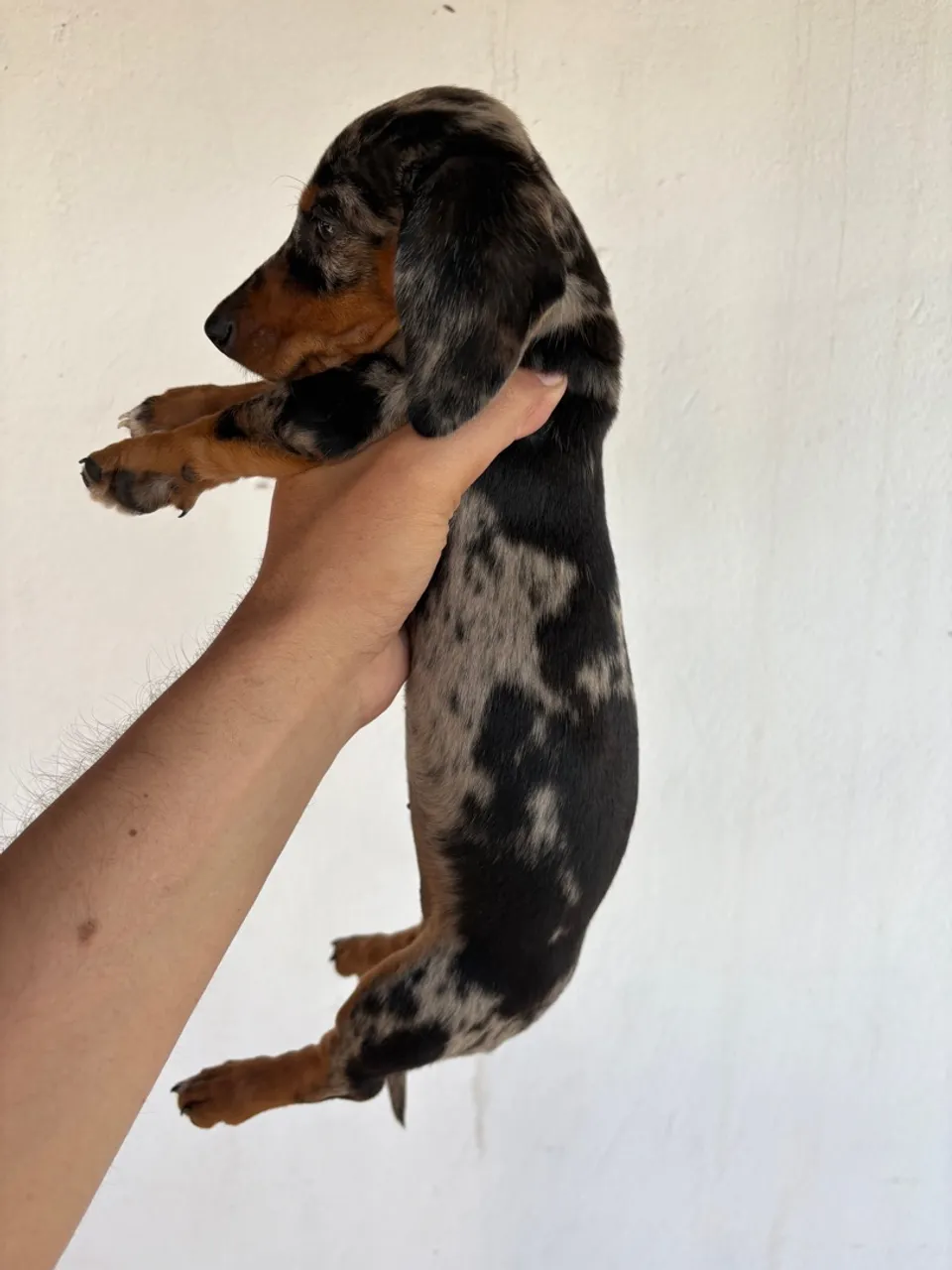 Dachshund Alerquim fêmea
