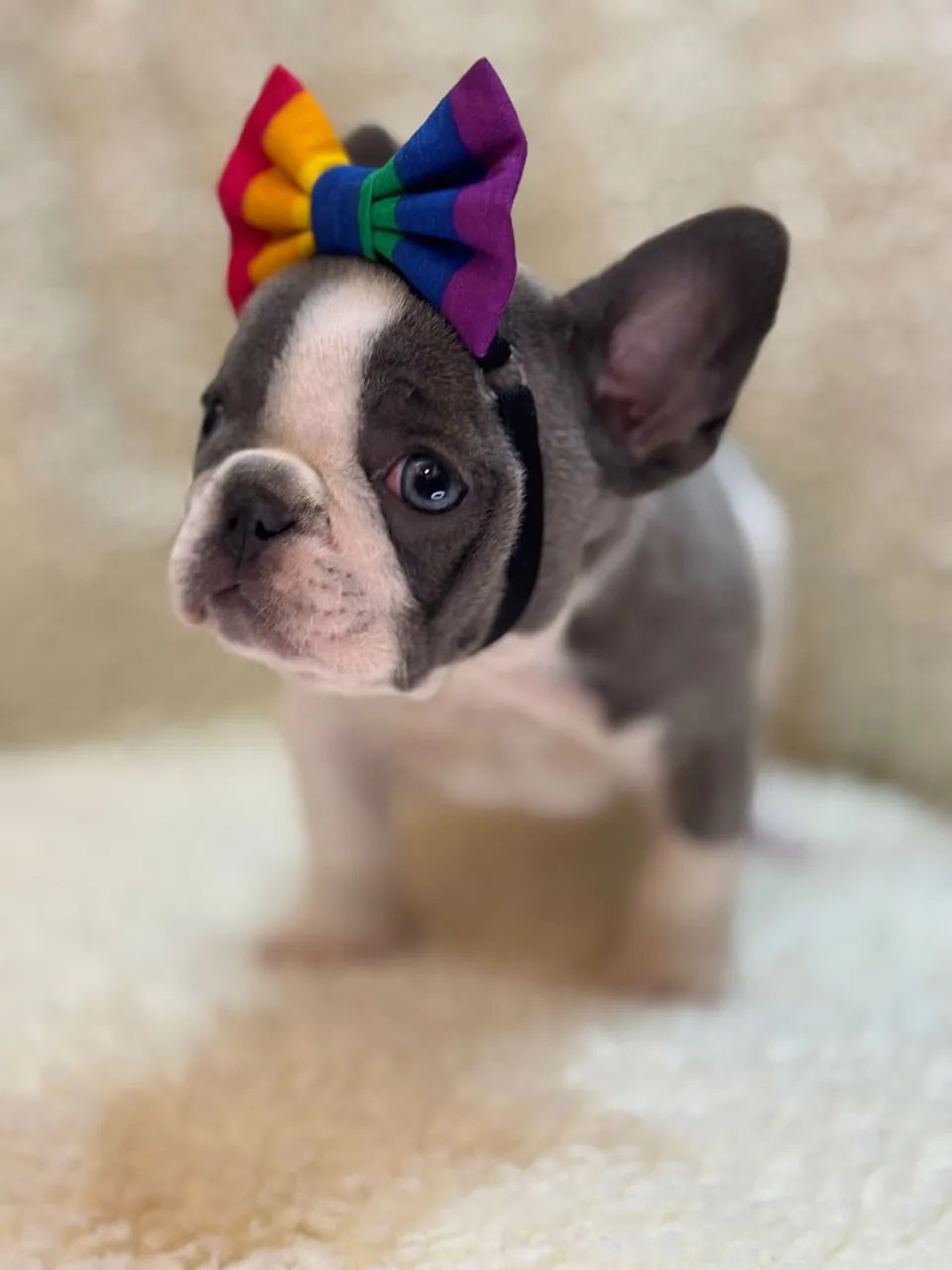 Bulldog Francês Fêmea Blue Pied - PADRÃO TOP !!!
