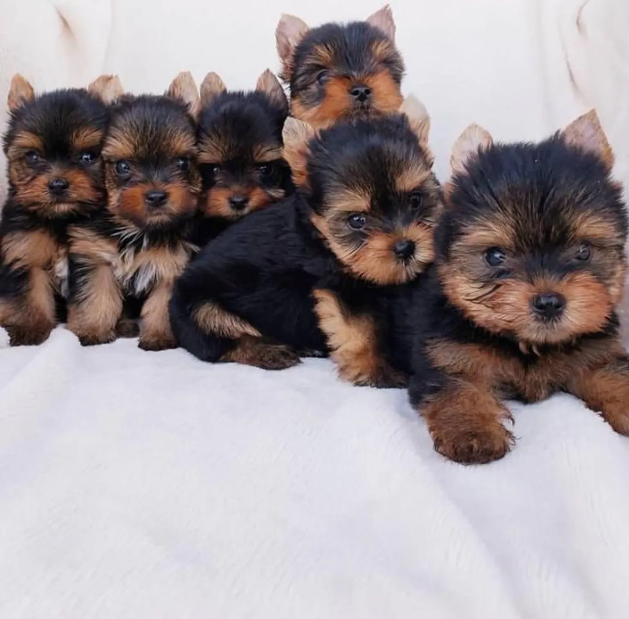 Filhotes de Yorkshire Terrier - Lindos e Adoráveis!