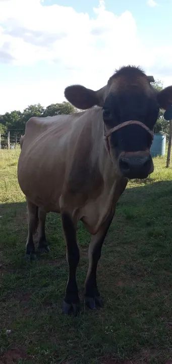 Vaca Jersey para venda