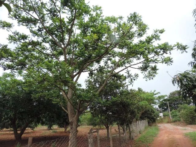 Vendo Chácara 64 --  Cascalheira 2 Hectares - Foto 3