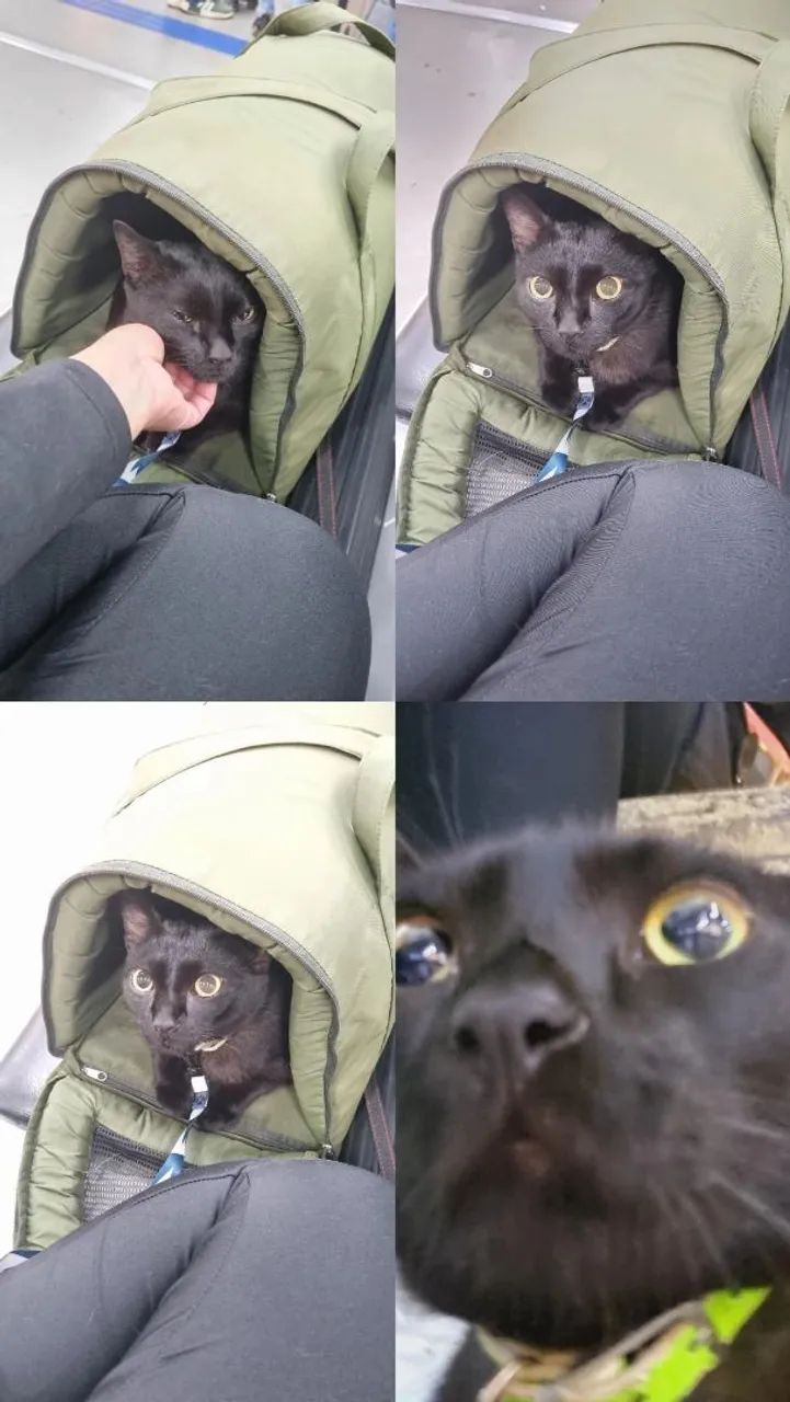 Caixa de Transporte para Gato - Foto 2