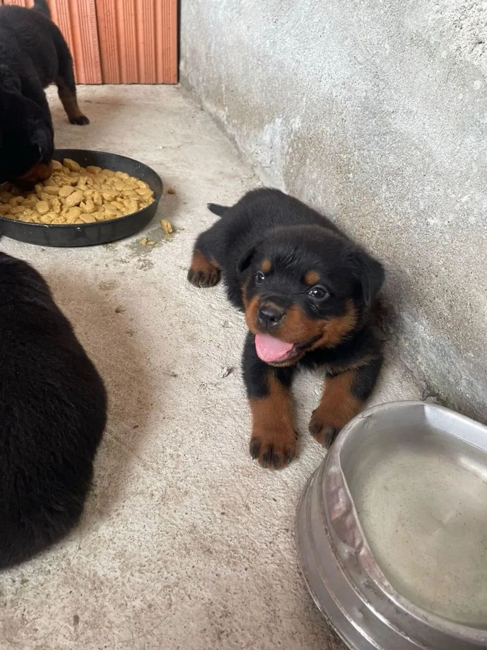 Adestrador e Reabilitação Comportamental de Cães - Foto 2