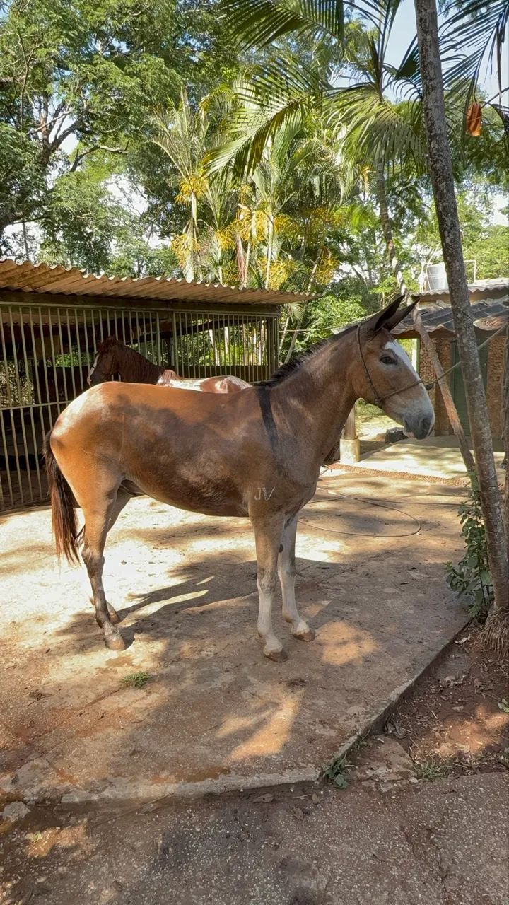 Burro de patrão 