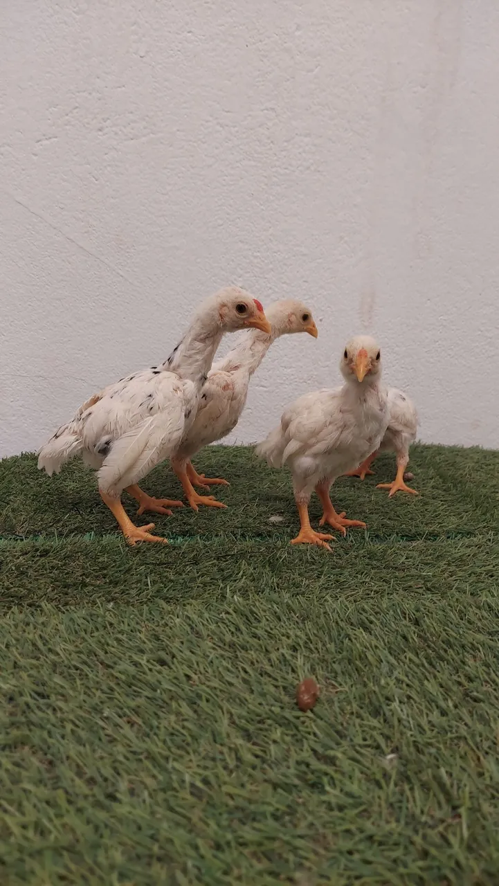 Franguinho de ko shamo