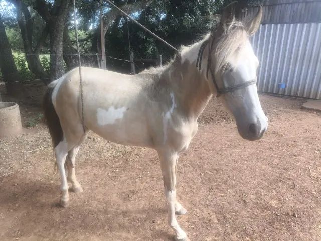 BARBADA, lindas potras chucras Mangalarga Marchador Puro Sangue-Parcelamos - Foto 2