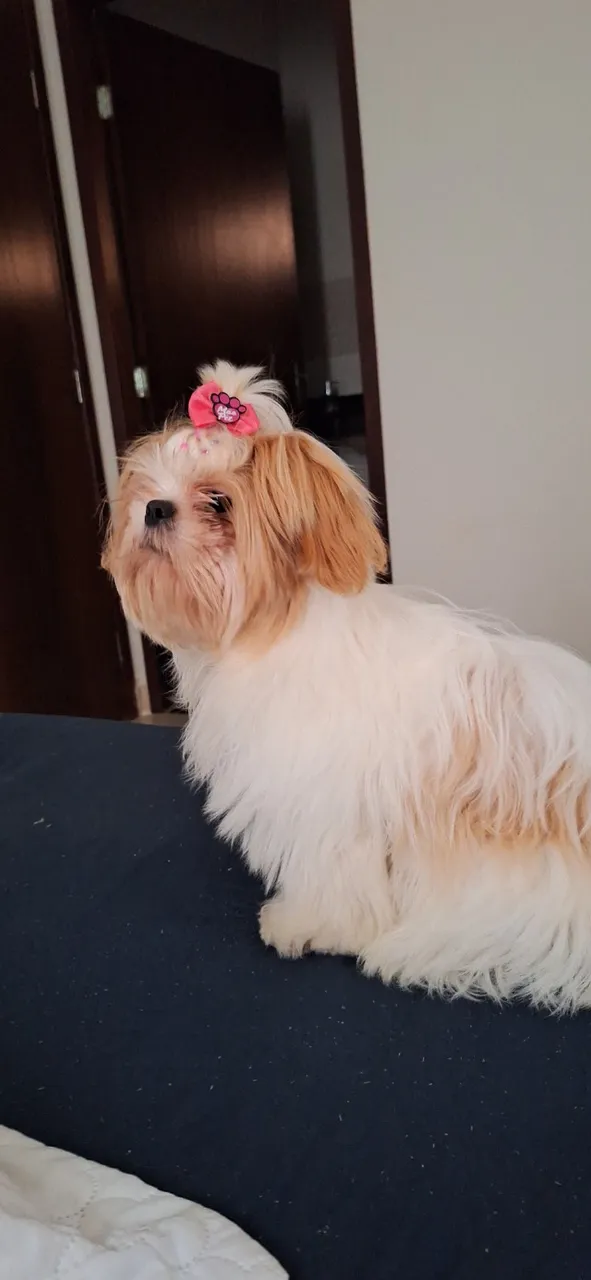 Shitzu 6 meses