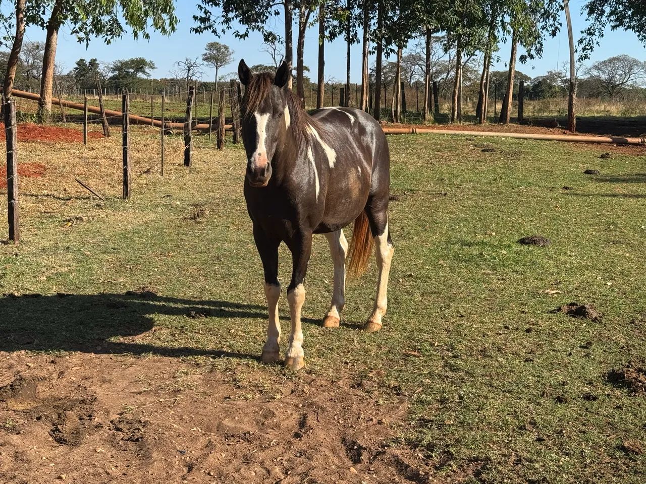 Garanhão Paint horse 