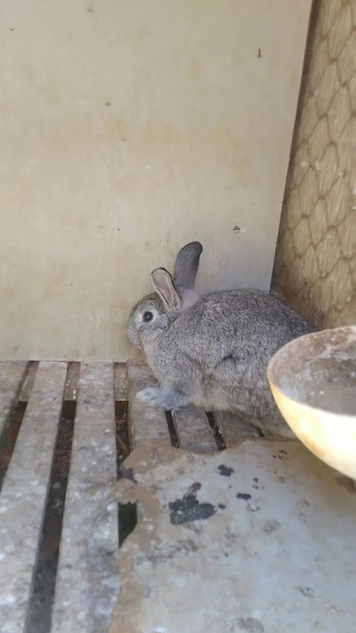 Mini coelho 64169319805953120