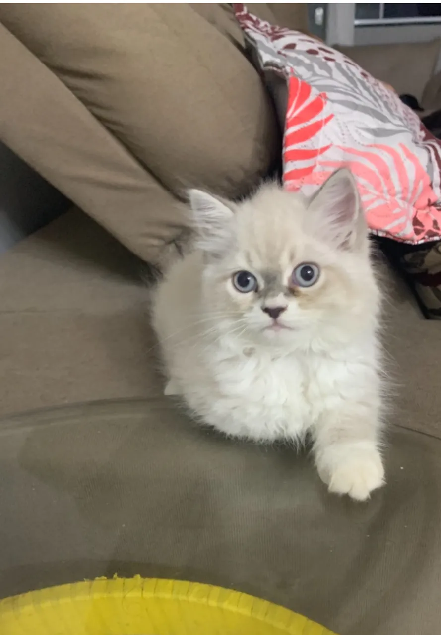 Gatinha filhote Persa