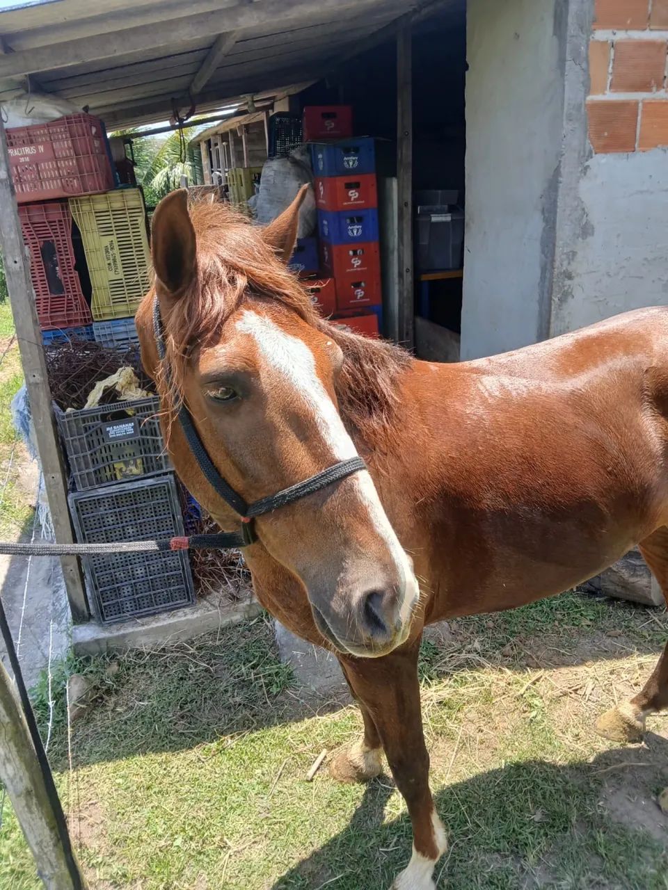 Cavalo novo pra vender logo místico mangalarga 