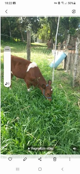 Vaca Jersey para venda - Foto 5