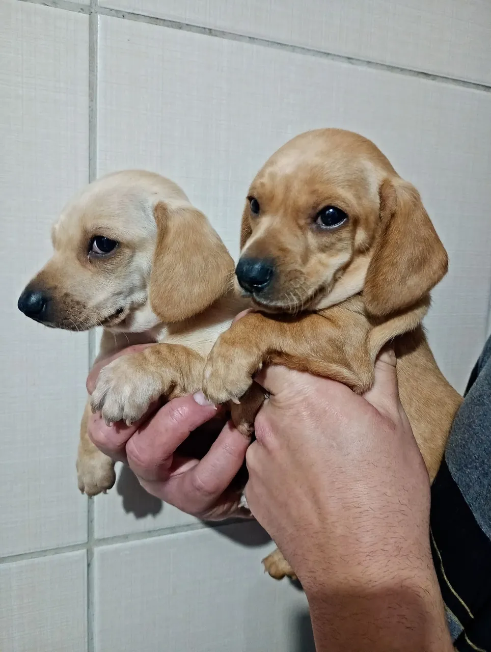 Dachshund (Salsicha)