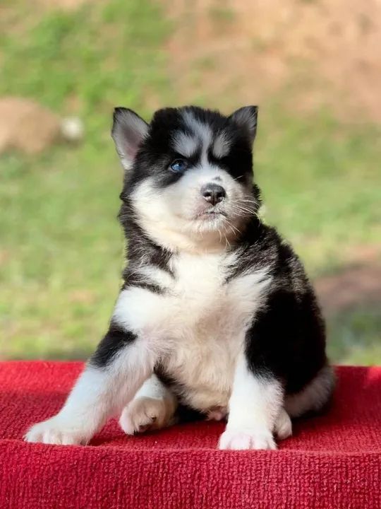 Husky Siberiano  - Foto 2
