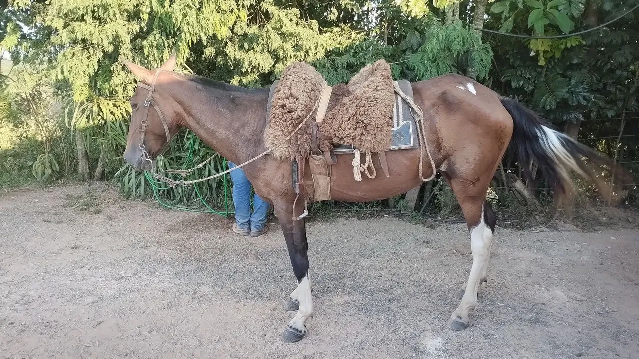Égua  Mangalarga Marchador