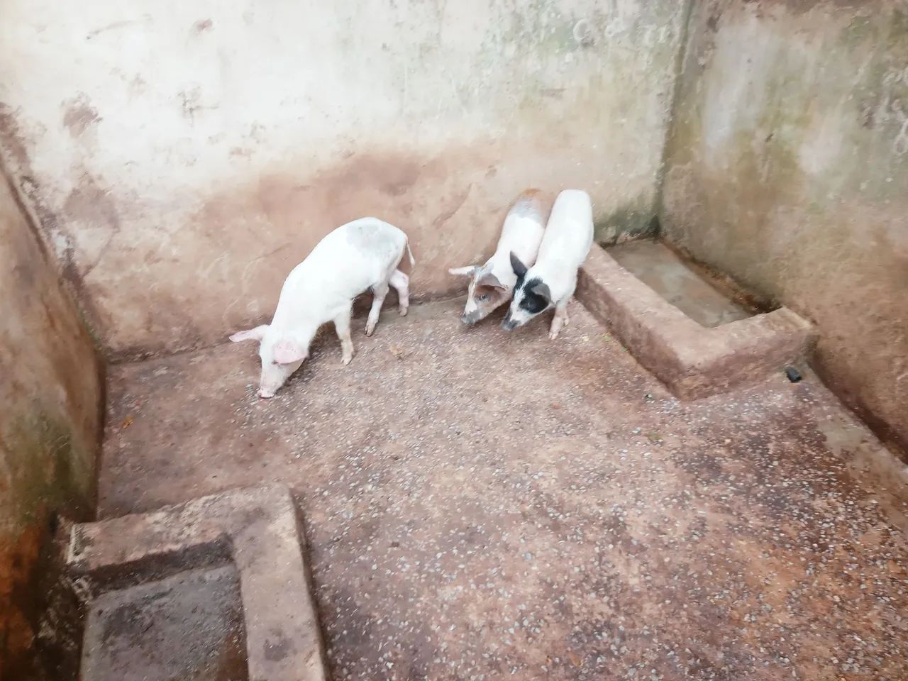 Três leitões para venda