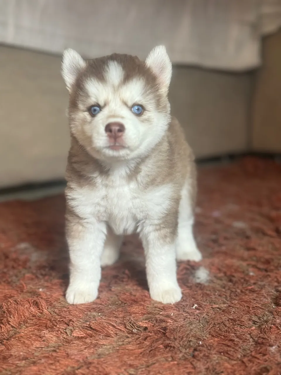 Husky siberiano