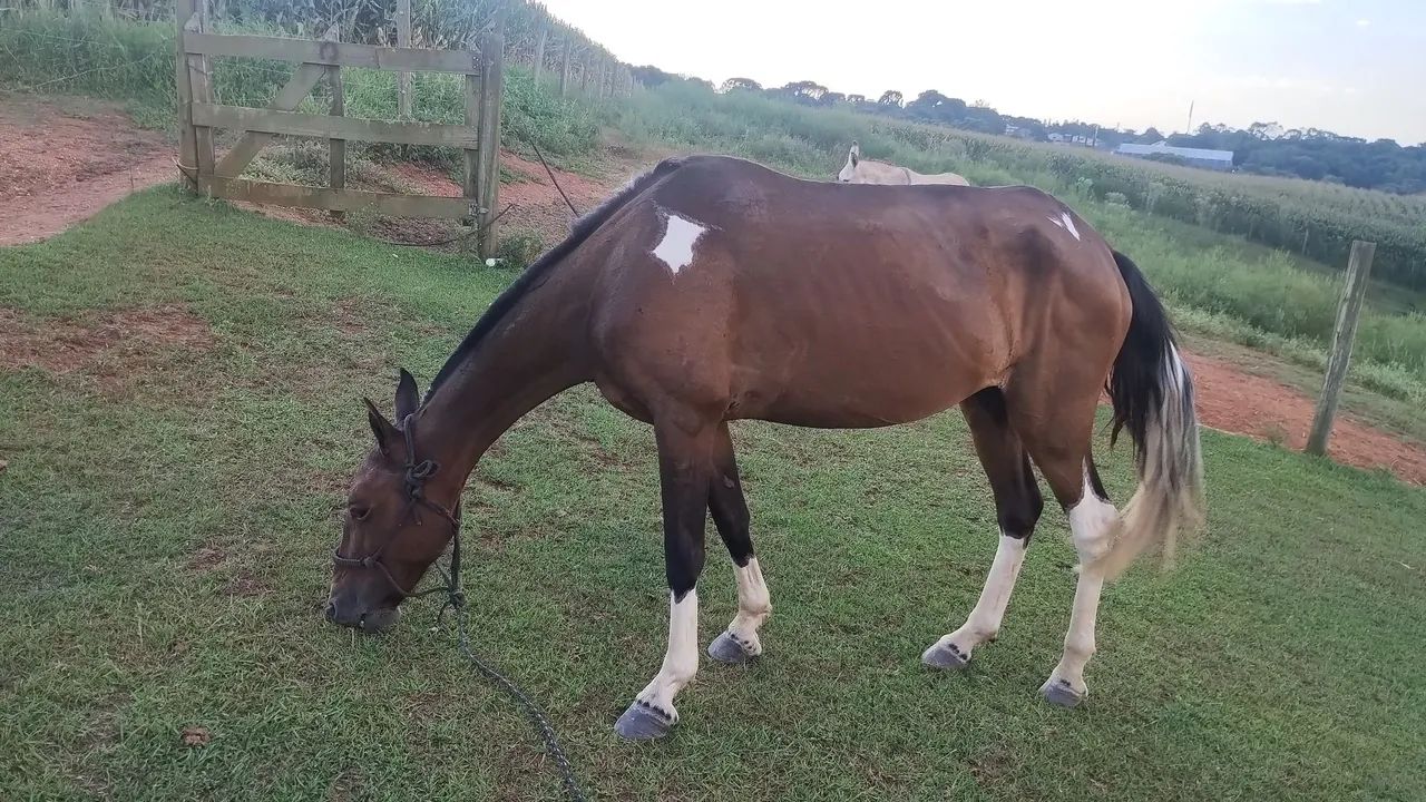 Égua  Mangalarga Marchador - Foto 3