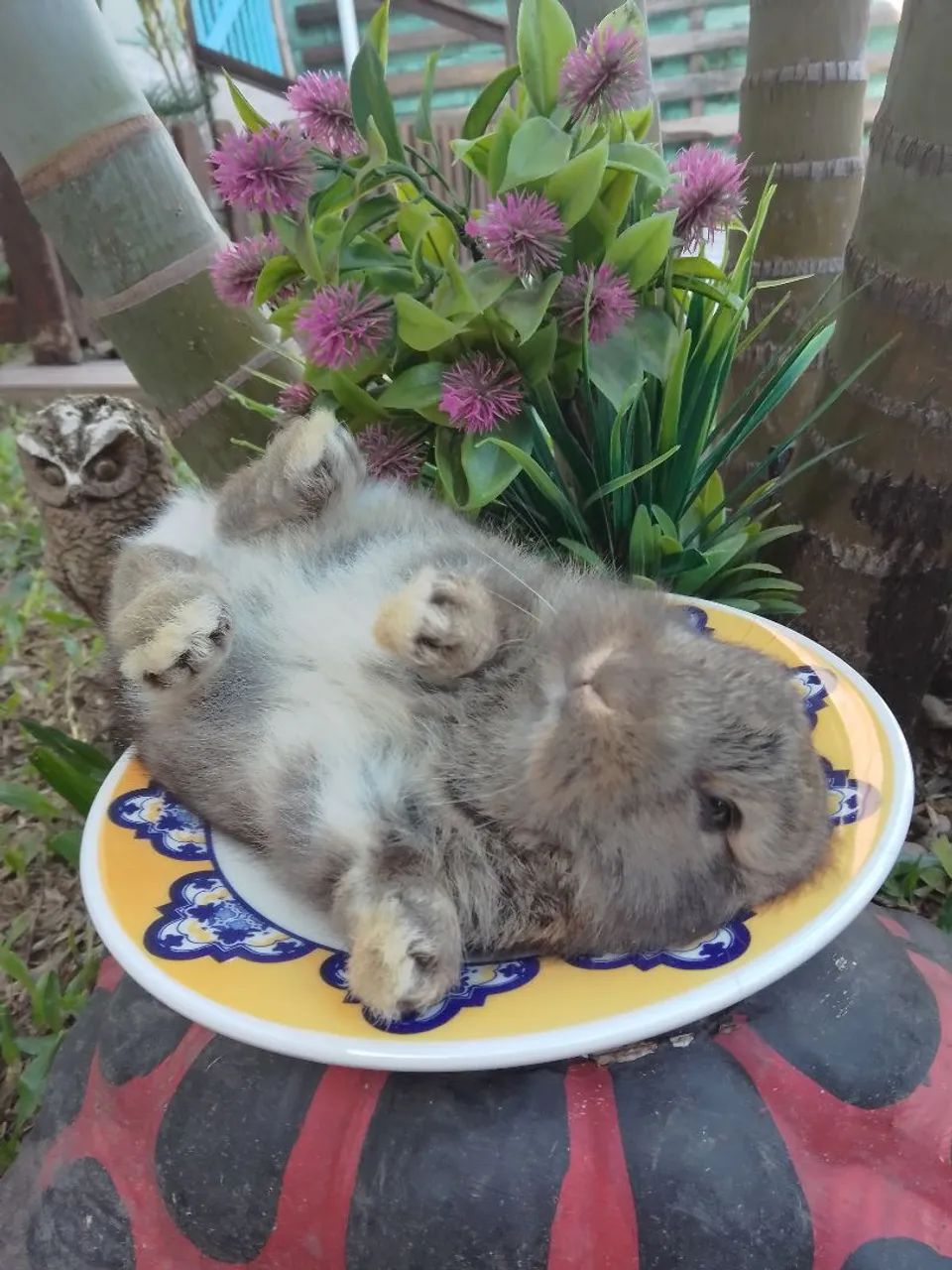 Coelho mini Netherland com 30 dias 